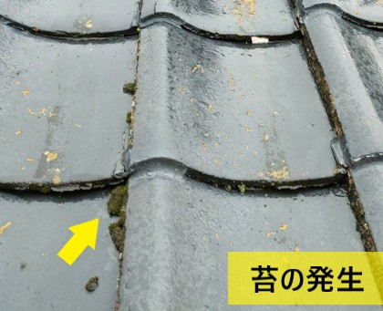 苔の発生　雨漏り調査